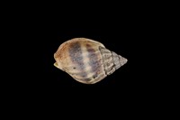 藏品(織紋螺)的圖片